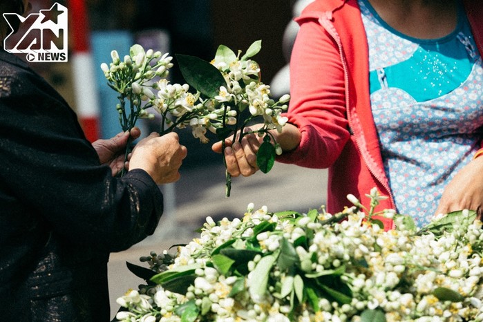 
Nhất là trong ngày rằm tháng giêng vừa qua, hoa bưởi được người dân chọn mua khá nhiều. Hoa bưởi nhỏ, thơm ngát có thể được đặt trên ban thờ hoặc trang trí nhà cửa mang đến sự bình yên, thư thái 