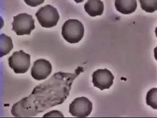 
Đây là hình ảnh mô tả sự thực bào, khi một tế bào bạch cầu đang đuổi theo "ăn thịt" vi khuẩn.