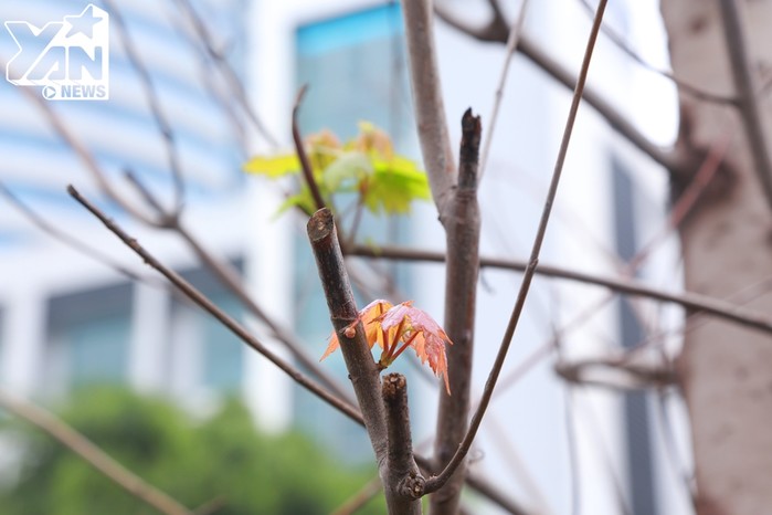 Mặc “bão dư luận” hàng cây phong lá đỏ đầu tiên tại Hà Nội đã bắt đầu ra những mầm lộc biếc