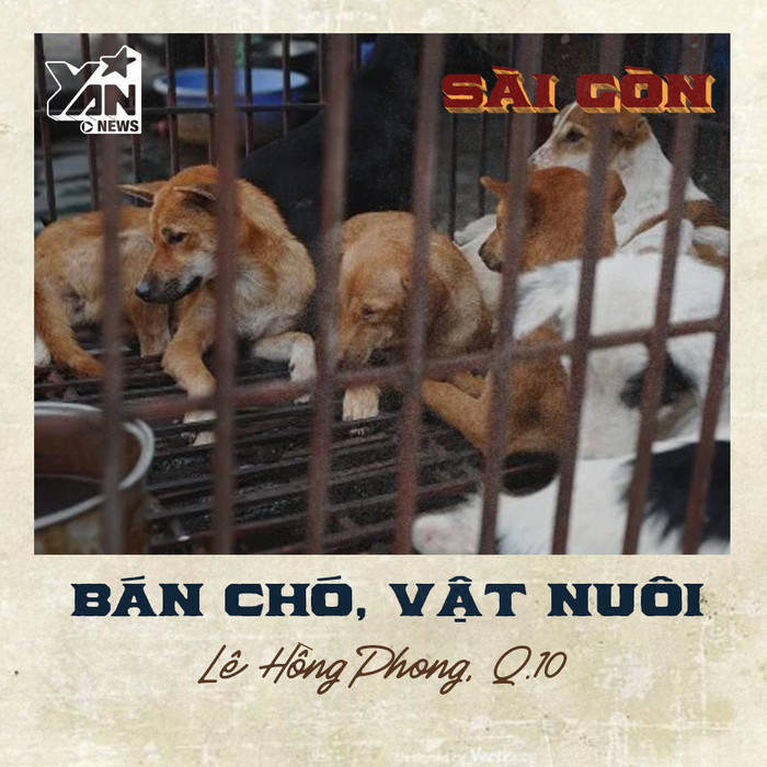 
Nếu muốn có một chú cún cưng thì qua phố Lê Hồng Phong, bạn sẽ được tha hồ lựa chọn