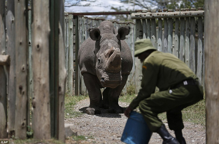  Đến năm 2009, nó được đưa đến Kenya cùng 1 con tê giác đực và 2 con cái, đó là con gái Najin và cháu gái Fatu của nó, trong nỗ lực nhằm cứu lấy giống loài tê giác trắng phương Bắc.
