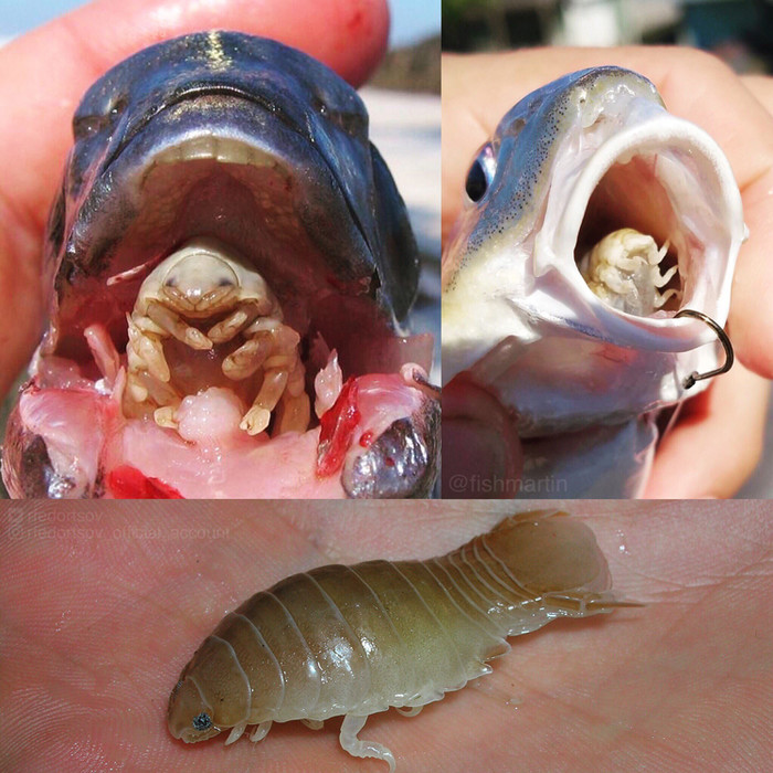 
Con bọ này chuyên chui vào miệng các con cá và ăn mất cái lưỡi của chúng. Bạn sẽ không muốn nuốt phải một con như thế sau một ngày bơi lặn dưới nước đâu.