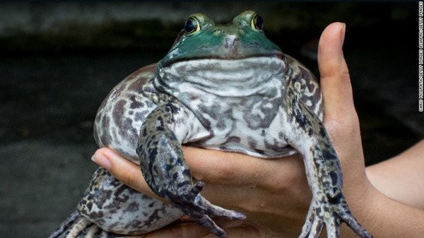 
Loài ếch này còn được mệnh danh là ếch yêu tinh.