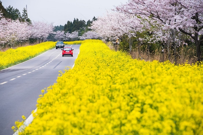Những mùa hoa đẹp nổi tiếng của các quốc gia Châu Á, nhất định phải ghé đến một lần để 
