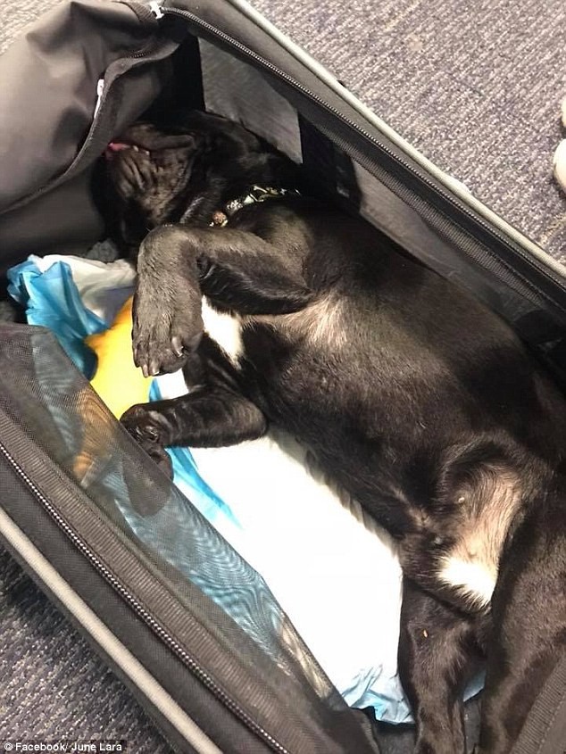 
Chú chó đã không may qua đời sau chuyến bay dài 3 tiếng đồng hồ