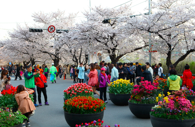 Rộn ràng mùa lễ hội hoa Hàn Quốc