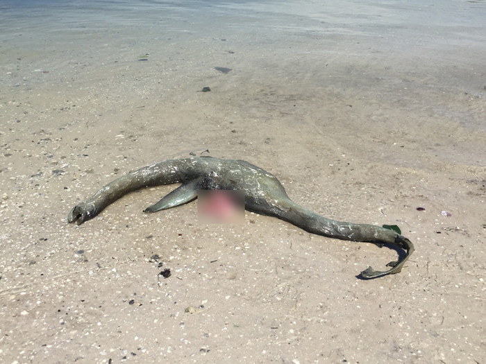 
Xác chết của một sinh vật bí ẩn nằm bất động trên bờ biển Georgia.