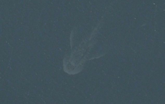
Một tấm ảnh vệ tinh chụp sinh vật kỳ bí dưới đại dương được cho chính là Nessie.