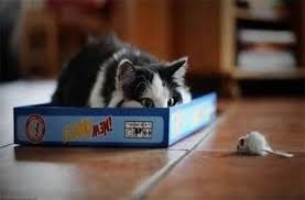 
Chuyện những con mèo sợ chuột đã quá quen thuộc 