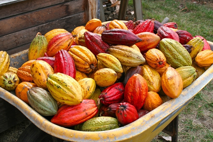 
Những trái cacao đầy màu sắc