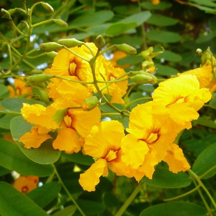  
Tipuana tipu với sắc hoa vàng rực rỡ đặc trưng.