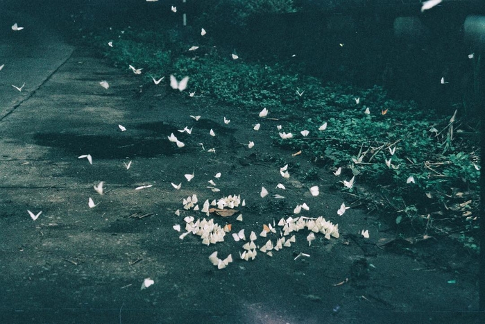 Chiêm ngưỡng cảnh sắc thiên đường ở Vườn quốc gia Cúc Phương mùa bươm bướm trắng