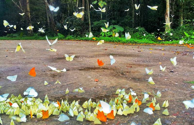 Chiêm ngưỡng cảnh sắc thiên đường ở Vườn quốc gia Cúc Phương mùa bươm bướm trắng