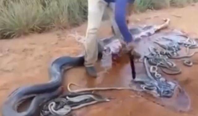 
Gần 100 con rắn con chui ra từ bụng con rắn " mẹ" vô cùng kinh hãi