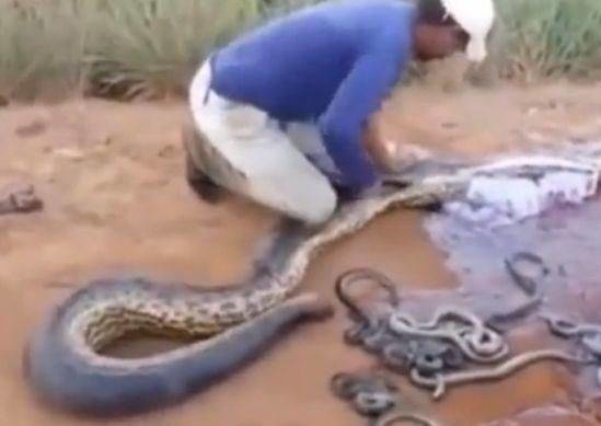 
Đây phải chăng là một con rắn đang mang thai?