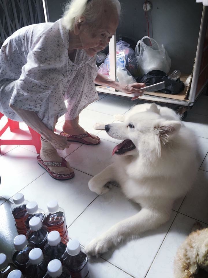 Cảm động chú chó chầu chực không nỡ rời bà, từ lúc bệnh liệt giường cho đến khi bà hấp hối qua đời