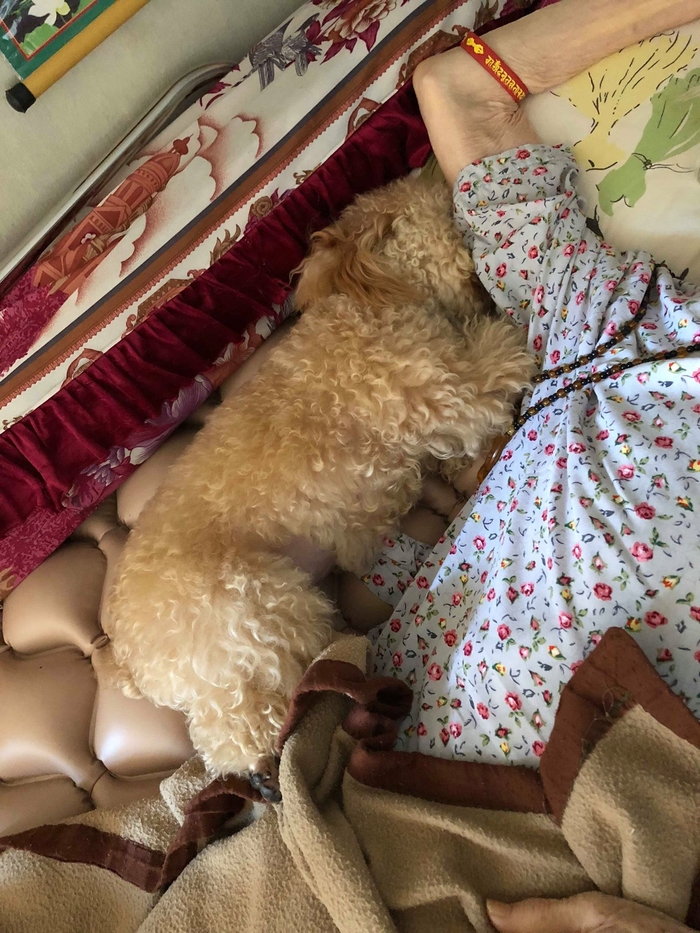 Cảm động chú chó chầu chực không nỡ rời bà, từ lúc bệnh liệt giường cho đến khi bà hấp hối qua đời