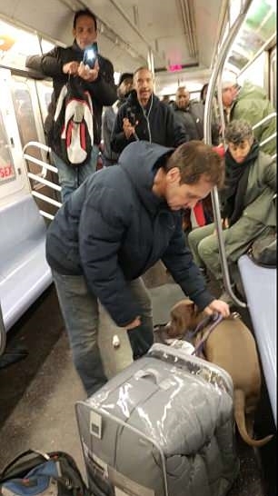 Chó pitpull điên cuồng cắn người trên tàu điện ngầm