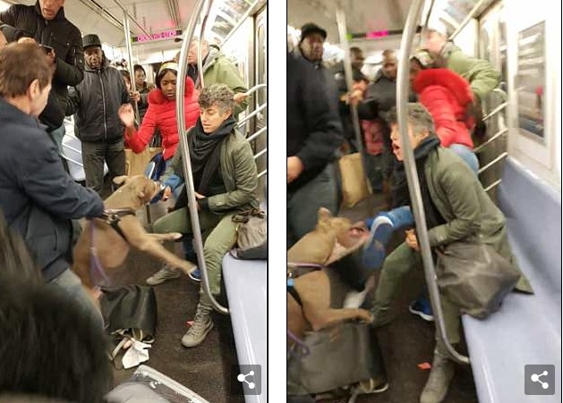 Chó pitpull điên cuồng cắn người trên tàu điện ngầm
