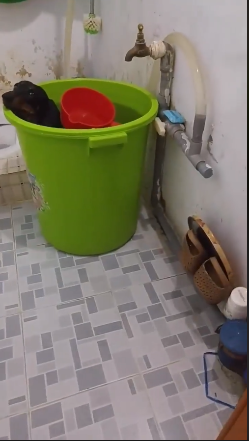 
Chú chó nhất quyết nằm trong thùng nước không chịu bước ra