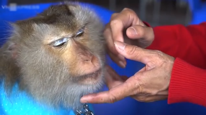 
Chú khỉ nhỏ gây chú ý mạnh mẽ khi cùng chủ đi bán vé số.