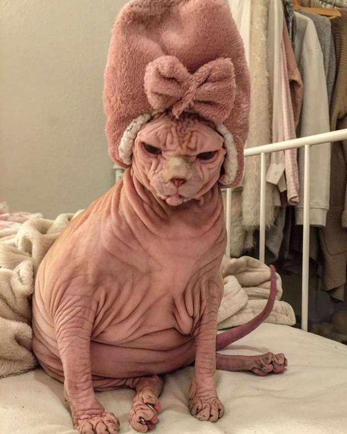 
Ngoại hình đặc biệt của Xherdan khiến cho chú ta trở nên vô cùng nổi tiếng trên Instagram. Với biệt danh Chú mèo Khỏa thân, Xherdan hiện đang có hơn 6.500 người theo dõi.