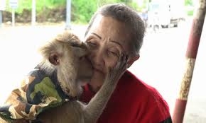 
Chú khỉ rất yêu thương người chủ của mình.