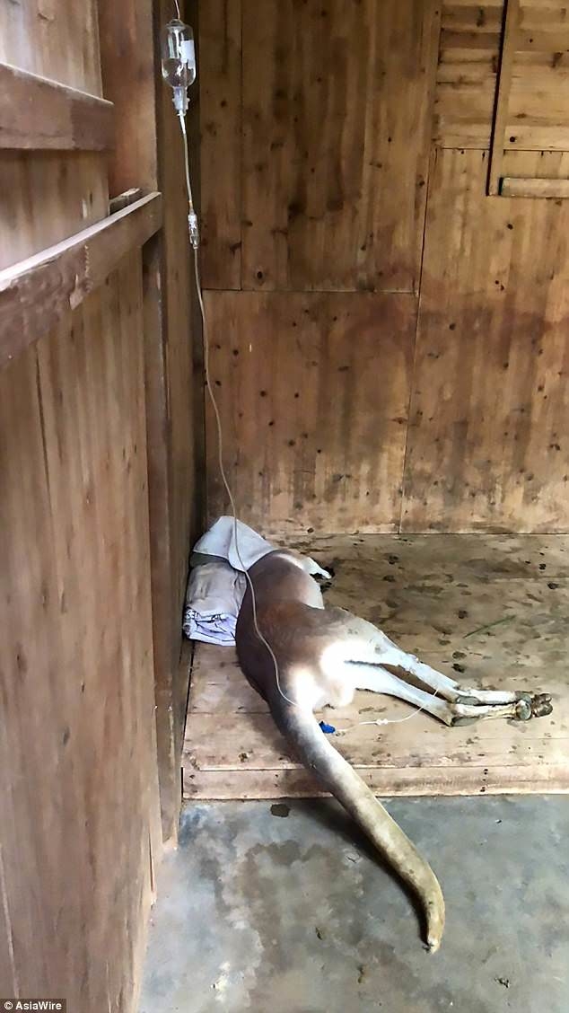 Con kangaroo chết thảm do bị du khách ném đá vào người 