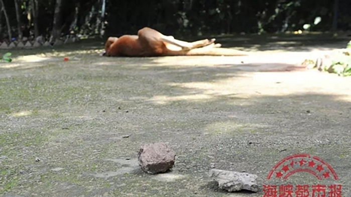 Con kangaroo chết thảm do bị du khách ném đá vào người 