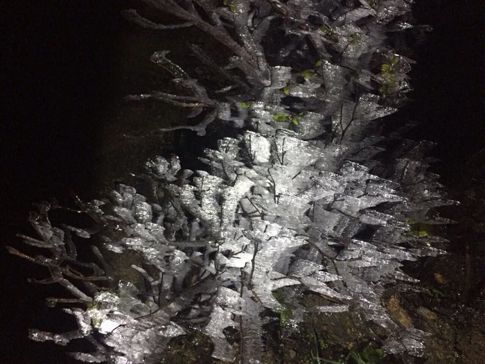 
Lượng băng giá phủ trên cây dày tới bất ngờ.