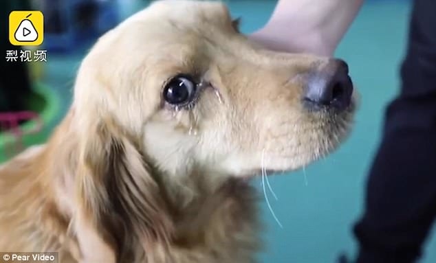 
Chú chó giống Golden Retriever được cho là đã bị bắt mất từ tay chủ cũ của nó