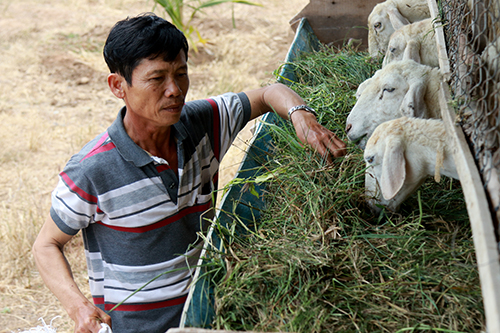 
Ông Hùng mua cỏ với giá 70.000 đồng mỗi bao cung cấp thức ăn cho đàn cừu. Ảnh: Xuân Ngọc.
