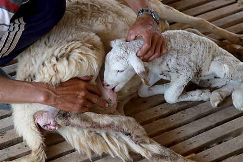 
Cừu con bị đuối sức do thiếu thức ăn buộc người nuôi phải vắt sữa mẹ để chúng khỏe. Ảnh: Xuân Ngọc