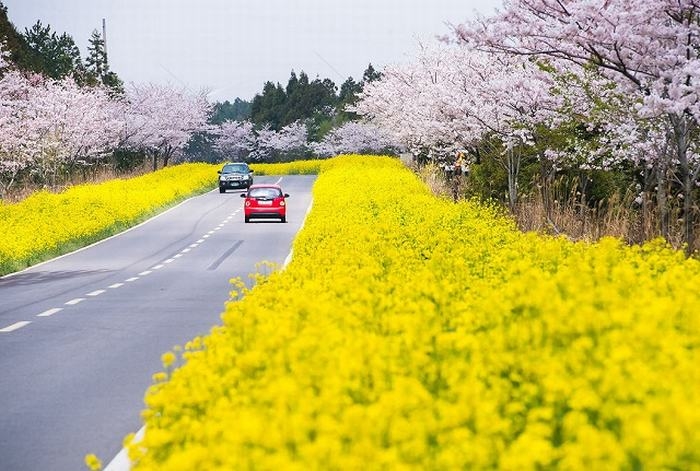 Ở đảo Jeju chủ yếu là những loài hoa anh đào bản xứ với cánh hoa to và đẹp lung linh. Chính vì vậy hoa anh đào ở Jeju có biệt danh là “vua anh đào”.