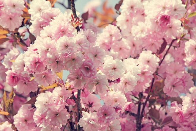 Nhanh chân đến Hàn Quốc để ngắm trọn lễ hội hoa anh đào đang đúng mùa nở rộ