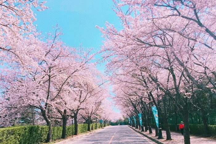 
Lễ hội hoa anh đào ở công viên giải trí lớn nhất thành phố Daegu nổi tiếng được biết đến với tên "Starlight Cherry Blossom Festival".
