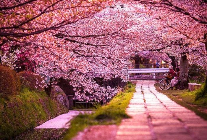Nhanh chân đến Hàn Quốc để ngắm trọn lễ hội hoa anh đào đang đúng mùa nở rộ