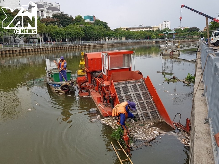 Sài Gòn: Cá lại chết hàng loạt trên kênh Nhiêu Lộc – Thị Nghè