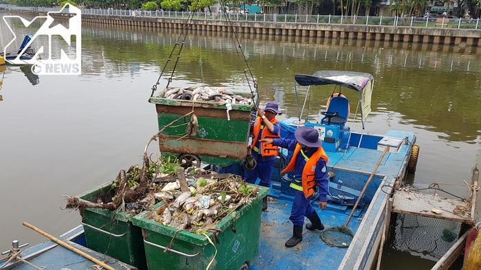 
Cá chết hàng loạt kèm theo đó là mùi hôi thối dọc khu vực kênh Nhiêu Lộc – Thị Nghè