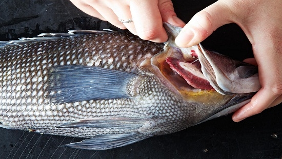 
Mang, mắt và bụng là yếu tố đi đầu quyết định mẻ cá tươi ngon