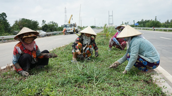 
Công nhân làm cỏ trên cầu Cao Lãnh (Ảnh: Chế Thân - Tuổi trẻ)