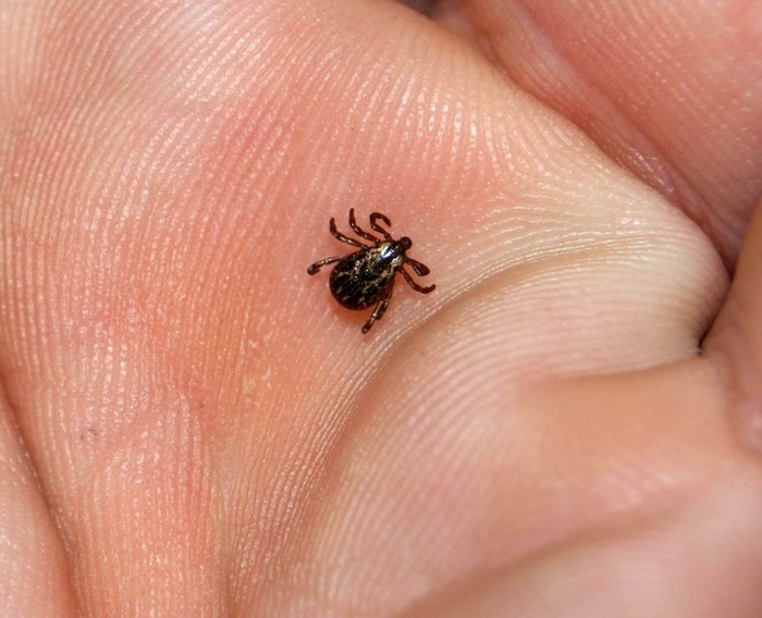 
Mùa hè năm nay là dịp bùng phát của loại bọ ve gây bệnh Lyme rất nguy hiểm.