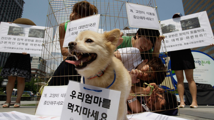 
Thanh niên Hàn Quốc tự nhốt nhau trong lồng để vận động cho chiến dịch ngưng ăn thịt chó.