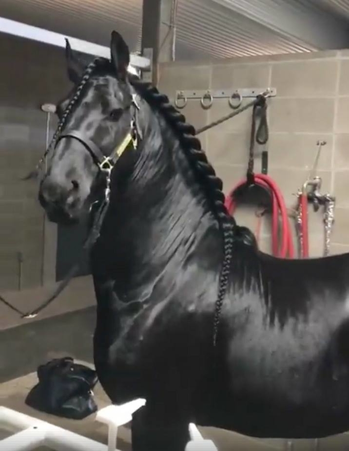 
Con ngựa sở hữu bộ lông đen đẹp hút hồn.