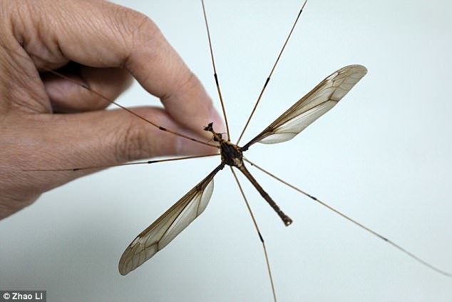 
Loài côn trùng giống muỗi có kích thước siêu "khủng".