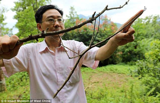 
Trước đây, ông Zhao cũng đã bắt được con côn trùng lớn nhất thế giới. Trông nó giống một cái que có chiều dài 64cm - bằng chiều dài trung bình cánh tay của một người đàn ông trẻ tuổi.