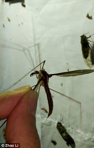 
Loài muỗi thuộc phân loài holorusia mikado.