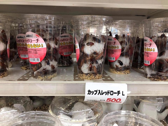 
Với những chú gián được rao bán như thú cưng tại một siêu thị ở Shizouka - Ảnh: Nguyễn Thị Thùy Dung