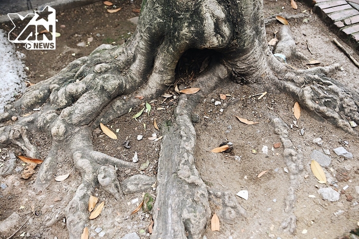 
Phần gốc cây lâu năm đã bám rất chắc vào đất