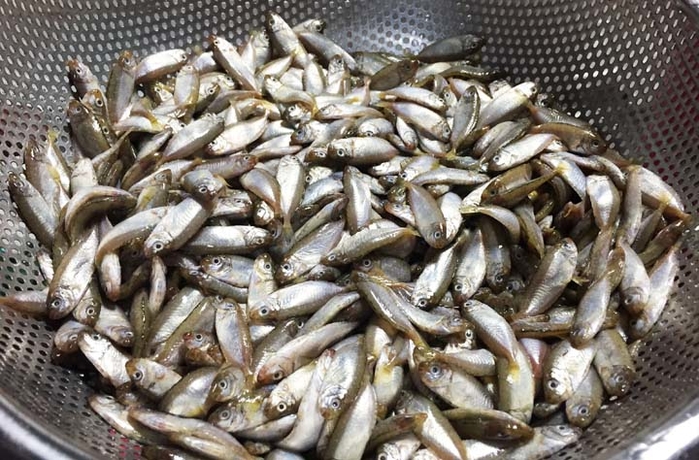 
Những chú cá dùng để chế biến món Sukugarasu